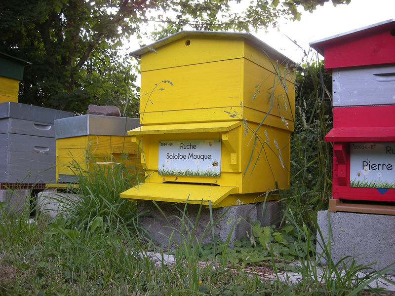 La ruche Sololbe Mouque